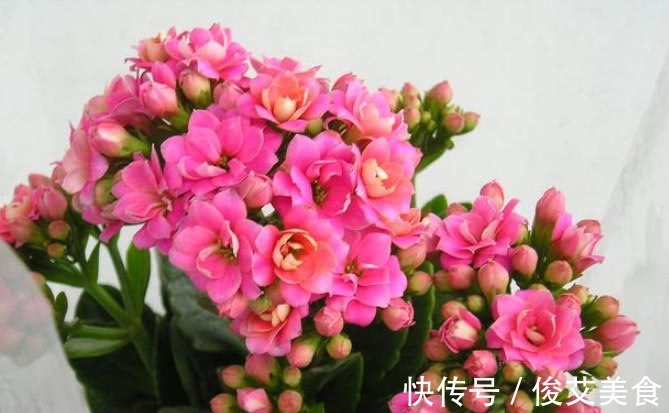 养花公认最喜欢的“5种花”,沾土就活,开花就爆盆,见花不见叶