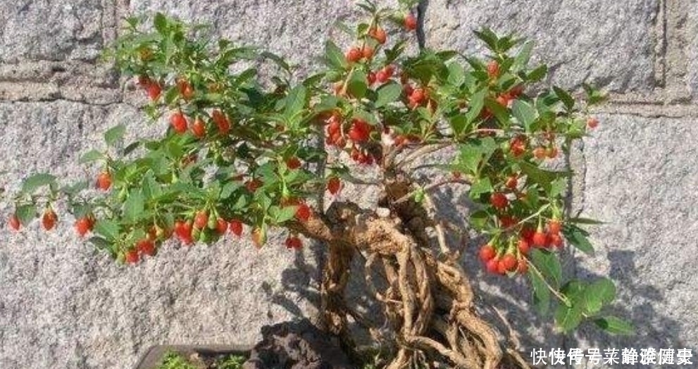 榆树|野外5种常见的树，制作成盆景，美观大方，观赏价值高