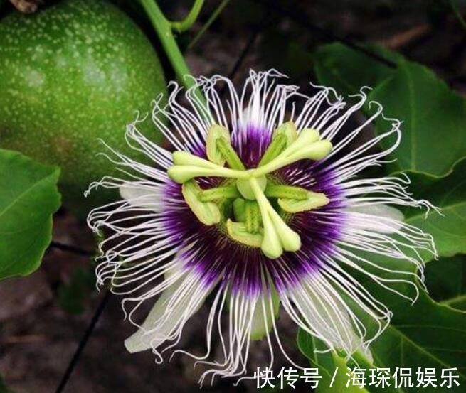 喜欢养菊花,不如养“西番莲”,花果俱美,花大而奇特,观赏性高