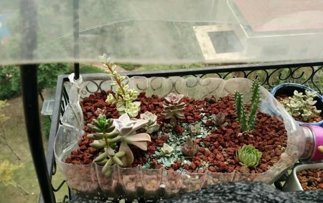 家里|只要家里有油桶,就不用花钱买花盆多肉种在油桶里,叶子胖嘟嘟