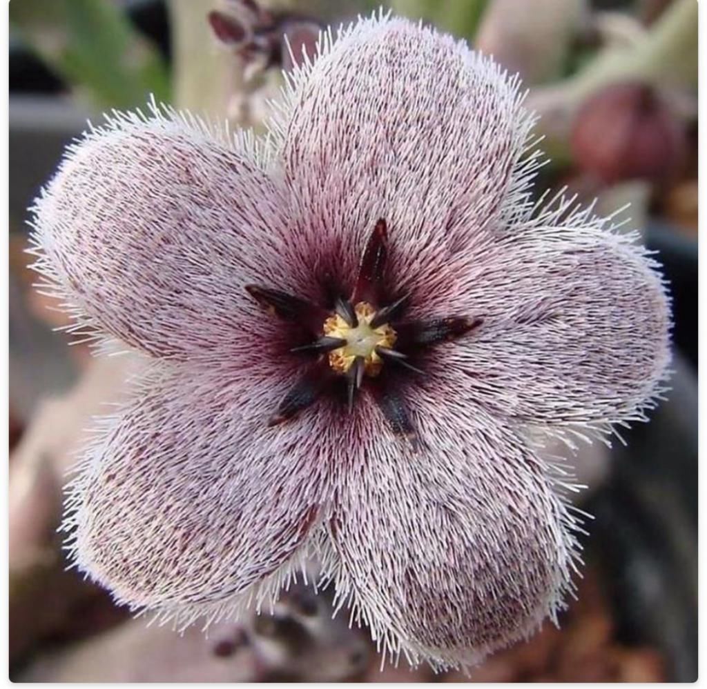 美丽的多肉植物美丽多彩的就像是来自另一个星球的产物