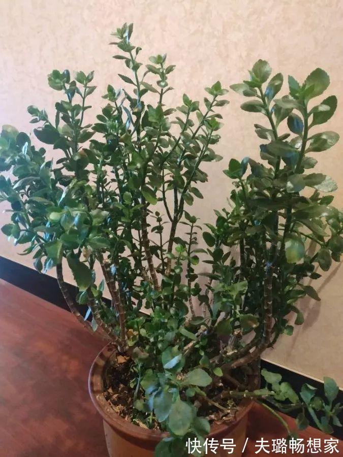 酒瓶种长寿花,阳光晒够了,3个月变老桩!