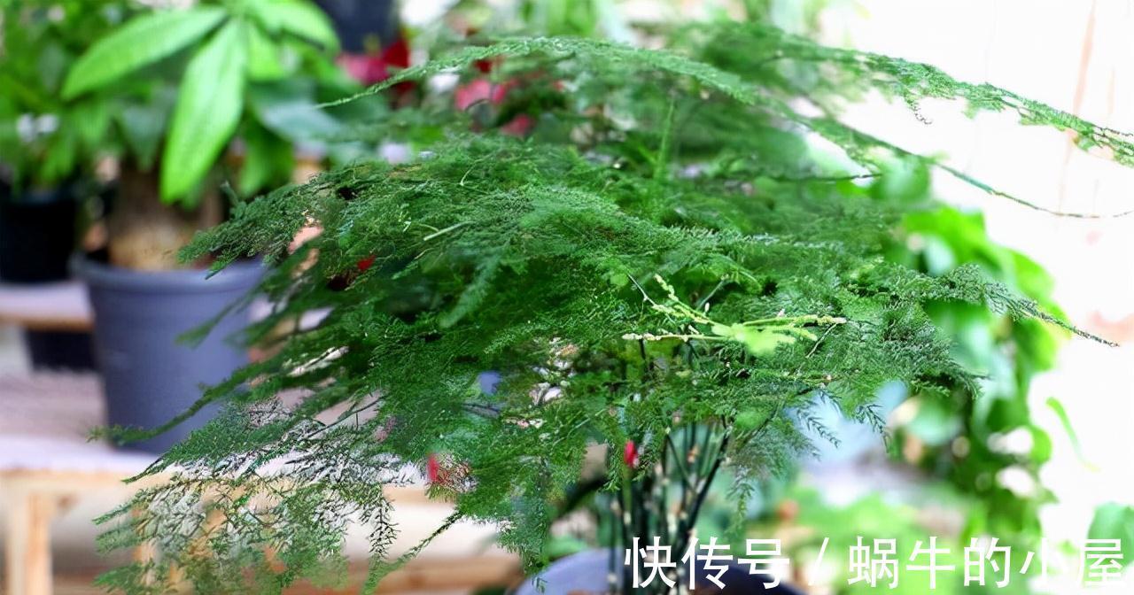 九月养文竹，给它做“三减法”，新枝新笋一起长，养成繁花小盆景