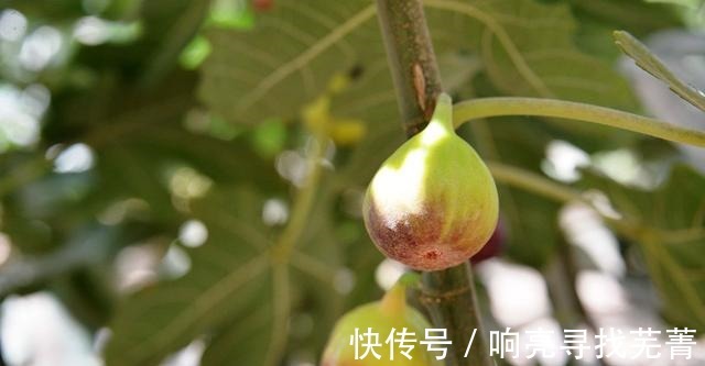 养殖|无花果又叫天仙果,营养丰富甜糯可口,很适合作为盆栽来养!