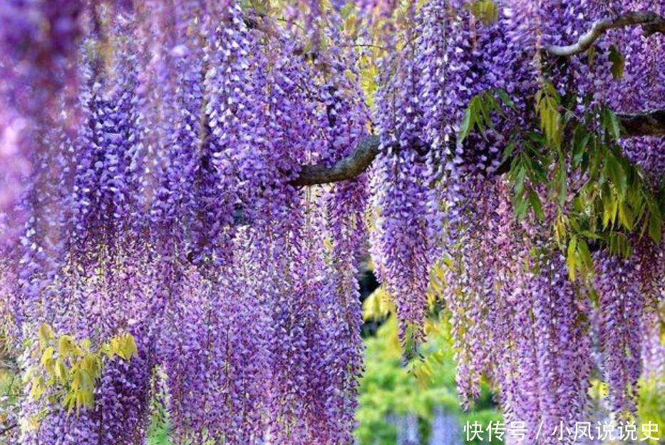 养花就养4种花,家里养一盆,开花漂亮花期长,纯洁美