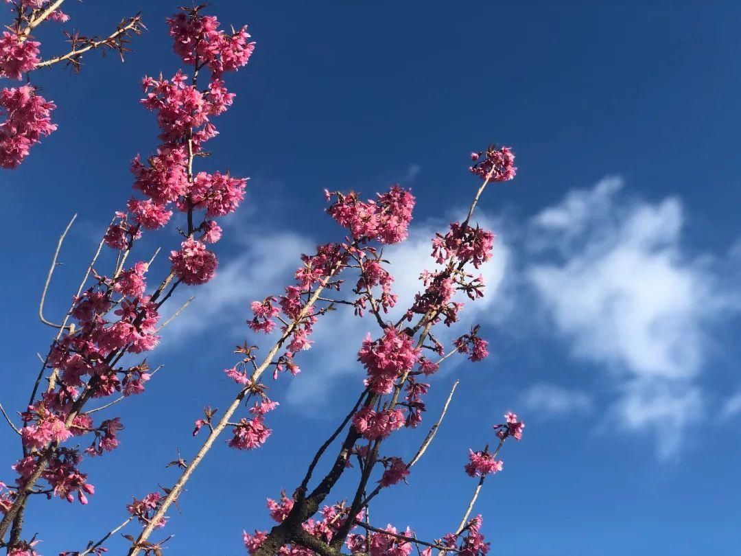 樱花|通海里山：樱花烂漫似春来