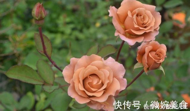 灌木|盘点10种古典美复古色系月季,你必须拥有其中一种!