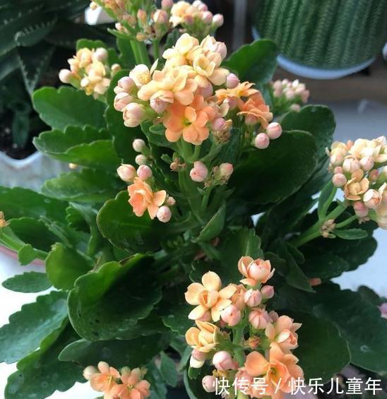 长寿花的5种注意事项你一定要了解，懂得这些它才能花开不断