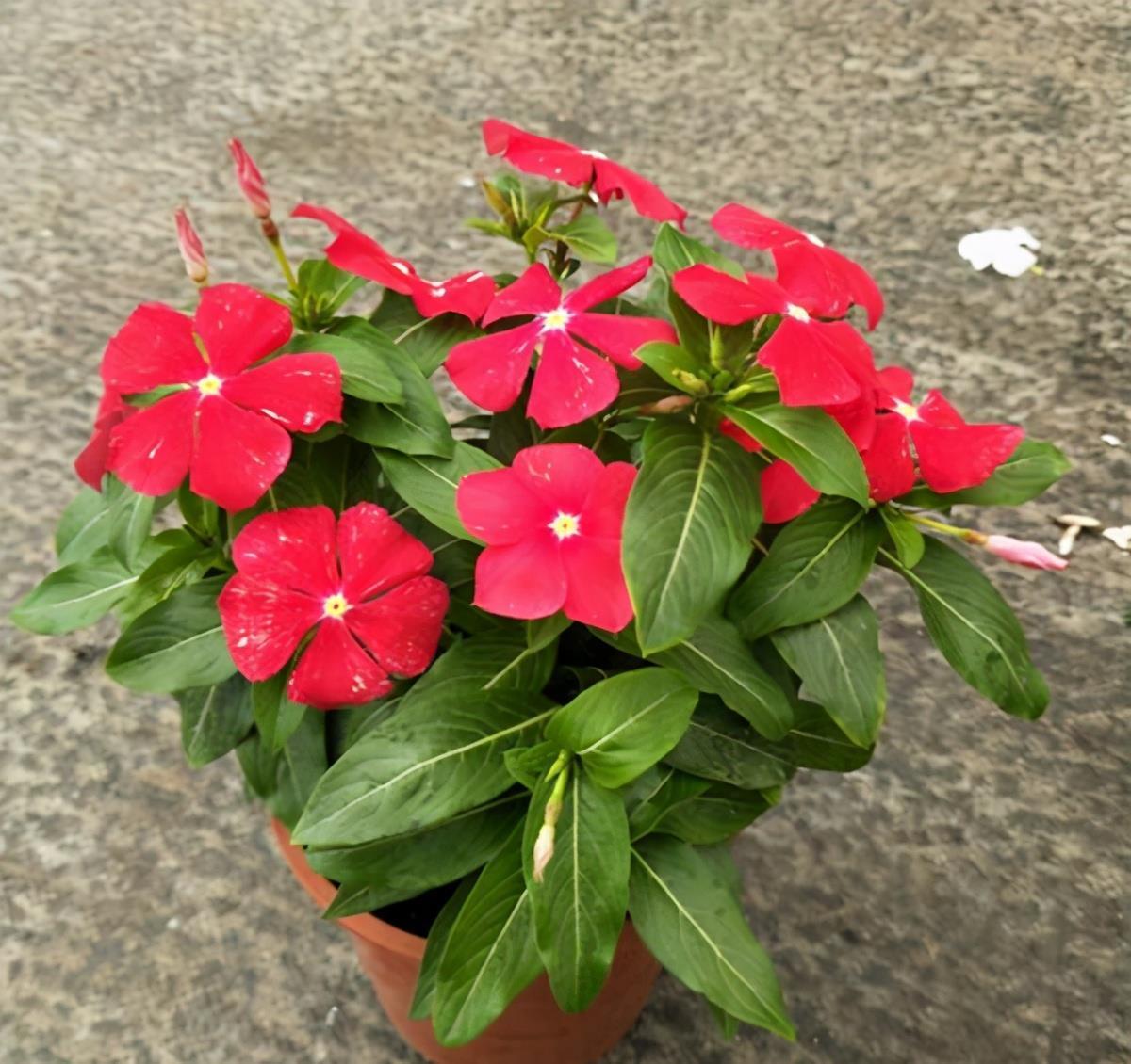 6种公认好养的懒人花,你家有几种,养护需要注意什么?