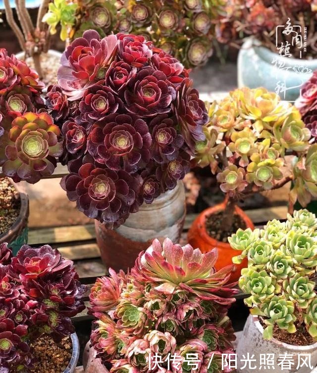 多肉法师欣赏在最美法师季,法师丛中一定住着小天使!