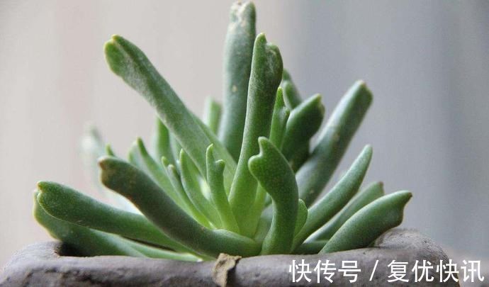乱麻|快刀乱麻,不走寻常路的多肉植物,不算呆萌,但让人印象深刻