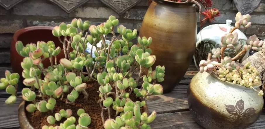 3种养多肉的小物品,老手都淘汰了,新手还争着买,都是智商税