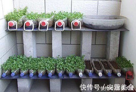 家里的油桶不要扔，拿来种菜养花，省钱又好用