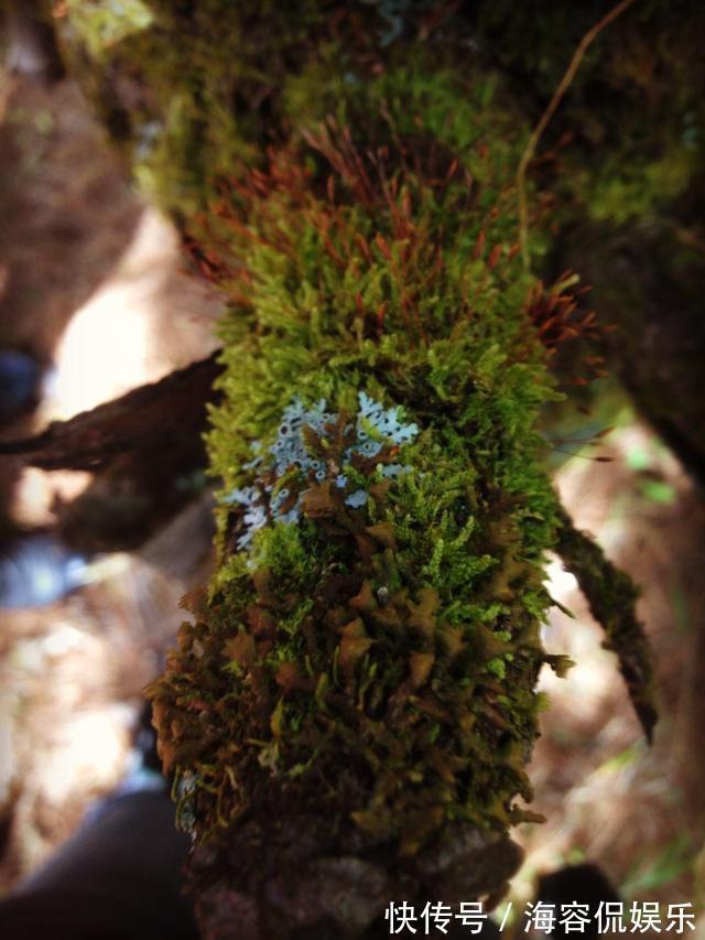 干苔藓|兰花少不了“苔藓”,快铺一层“水苔”,小嫩芽蹭蹭冒太喜人了