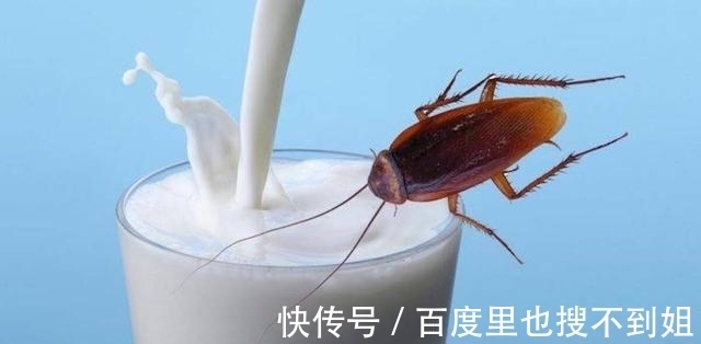 食物|如果营养价值比牛奶高4倍，是蟑螂产的“奶”，你敢尝试吗？