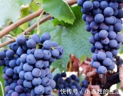 癌症|癌细胞“最怕”的13种食物，不仅有助于预防癌症，还能延长寿命