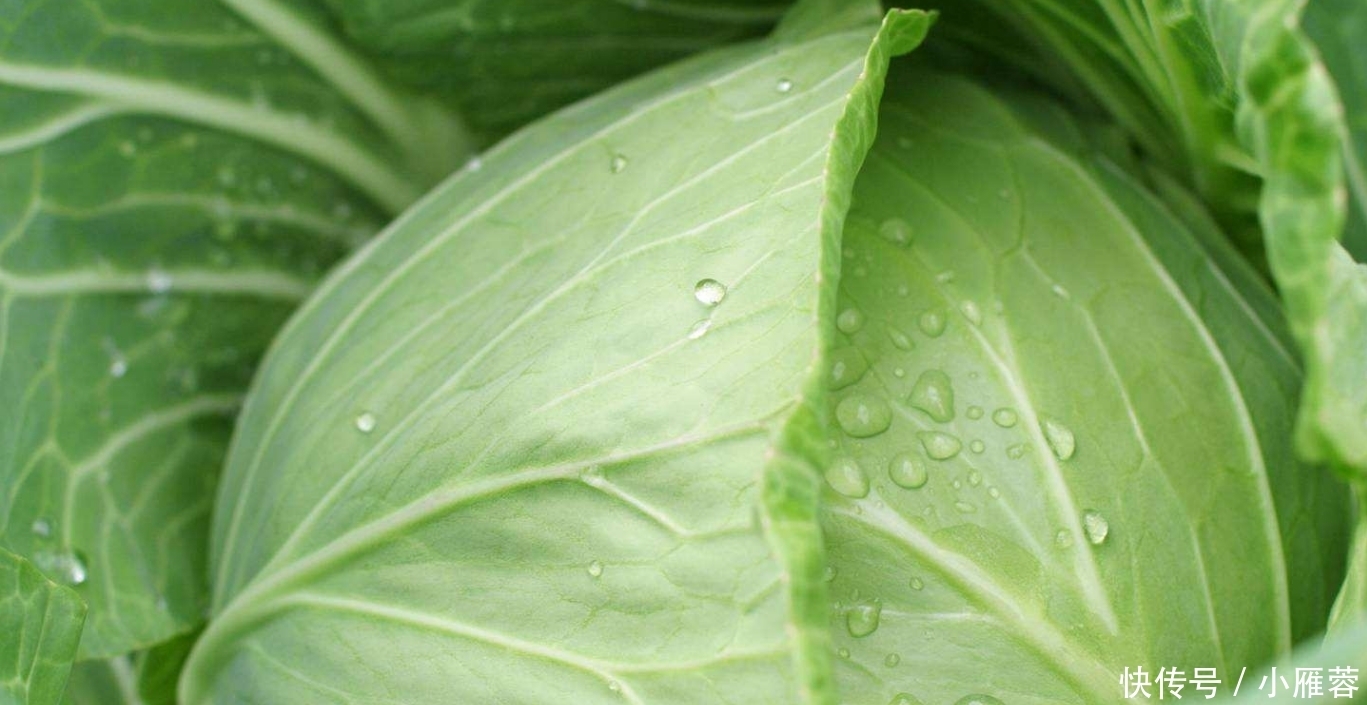 包菜最好吃的5种做法,每种都简单美味,看看你爱吃哪种?