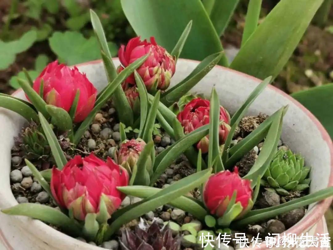 水仙|上万块的蟹爪兰,开花像烟花,养过的人不多