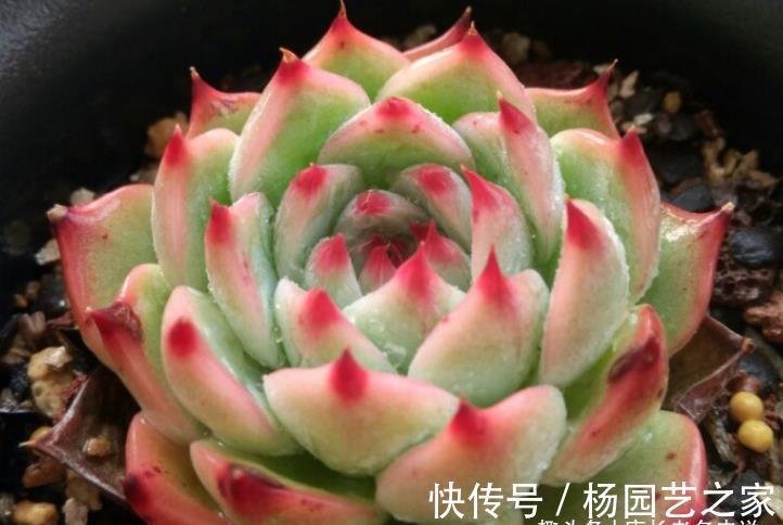 周正|宝藏多肉吉娃娃,有很多优点可以挖掘,夏天直接扔外面纯露养都行