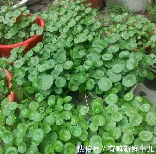 4种富贵花,再不漂亮也要养一盆,个个吉祥,空气一级棒!