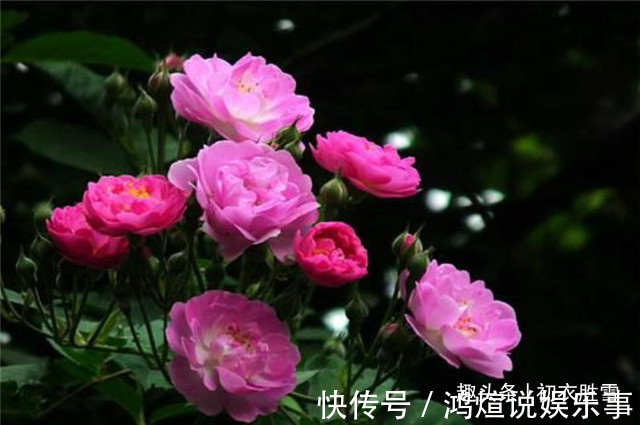 蔷薇$蔷薇唯美诗词5首,蝶交飞,戏蔷薇,治愈你的伤春