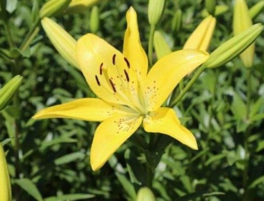 不会养花就养这5款“便宜花”,年年开花不断,花色多又艳,美