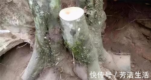 养分|盆景桩材养坯、上盆，基质里加河沙，不仅提高生存率，还促生长