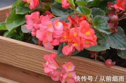 浇水|开花不断的5种花卉,赏花又闻香,花期超长,漂亮又好养!