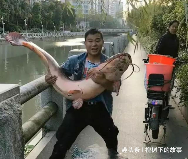 古城护城河潜伏一二十年,长成几十斤鱼王,被小伙射中捞起