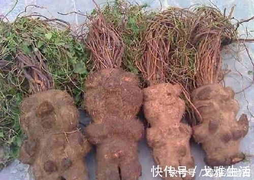 农村地区|根部是名贵的中药材,在农村地区很常见,深受老年人喜爱