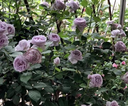 超美|超美超仙的花,看一眼入坑,再看第二眼就想买10盆回家!