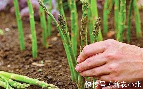 采收|芦笋太贵别买了，阳台种上一盆，连续采收10年不成问题！