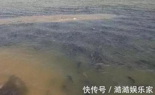 鱼儿|鱼情不好的时候，不妨试试这个钓法—“扎蛤蟆”