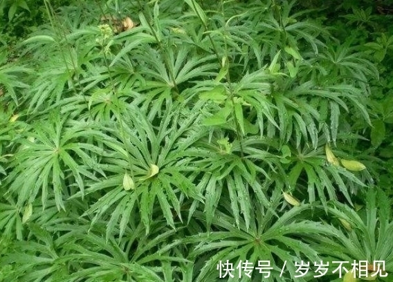 白龙|来自大自然的馈赠:“中药材兔儿伞”,治风湿麻木,全身疼痛