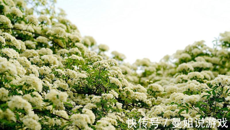 有院子就养木香花吧!繁殖能力超强,开花美又多、香味浓