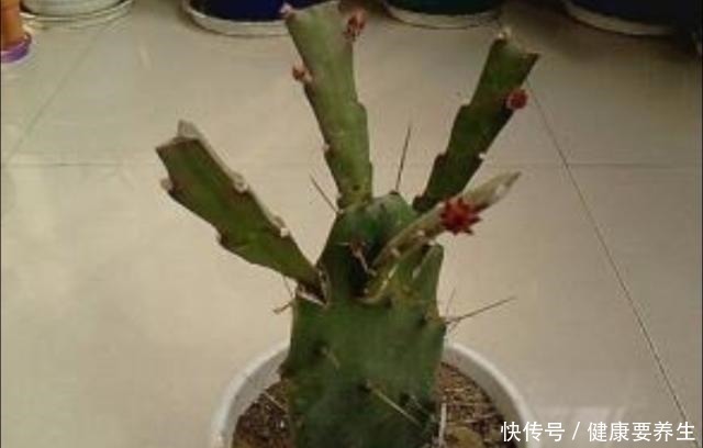 成活率|秋季,用无根仙人掌嫁接令箭荷花,这么做对四点,成活率100%!