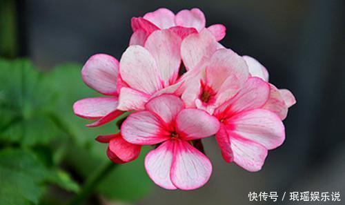 花卉|此种花卉颜值不输月季，好养易活，养一株就是赚了