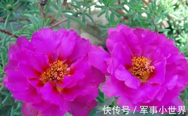 牡丹|太阳花里的“翘楚”,开花如牡丹,生长快速,开花还多