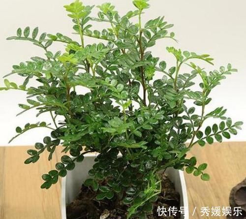 室内常摆放2种绿植，空气越来越好，让家人轻松拥有好睡眠