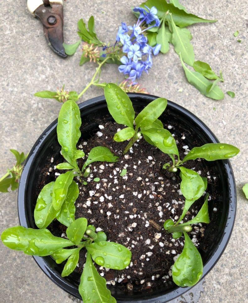 月季花|秋天扦插“4种花”，易生根，爱生长