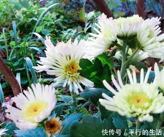 土里掺了这活物，养花20年不烂根，叶子绿又亮！