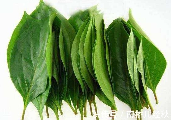 一段时间|农村常见的一种叶子，泡水喝坚持一段时间，5大好处收入囊中！