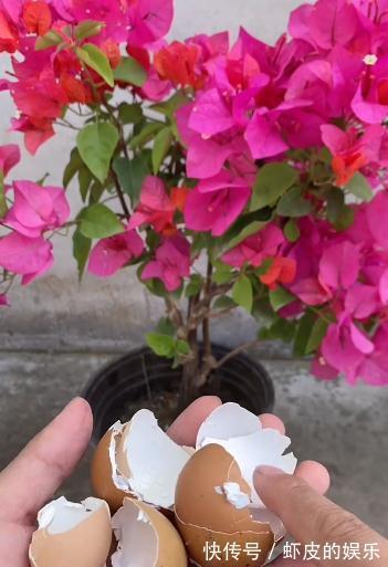 用鸡蛋壳养花,可以让你的花卉花开不断