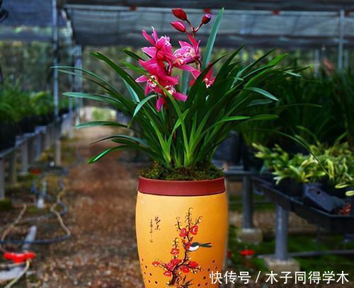 清香|兰花有“3喜”,满足了根壮叶绿开花美,清香小半年