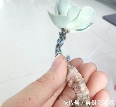 多肉易烂根，只需3招轻松解决，掌握3个浇水技巧，不烂根