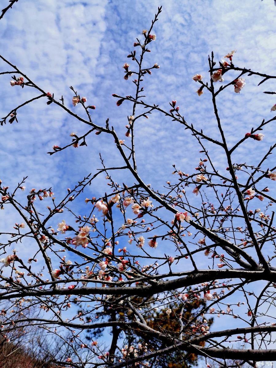 老年|【爱卡踏青季】迎春·大洪山踏雪赏花