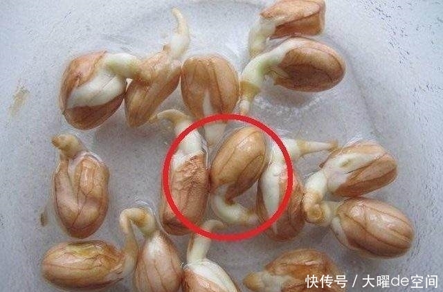 柚子|厨房中的“它”,每天吃一点,3天去皱、美白,7天满脸胶原蛋白