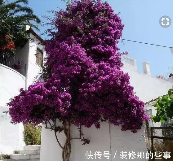 枝条|夏天养三角梅,3个促花“诀窍”,花苞满枝,挤成花树