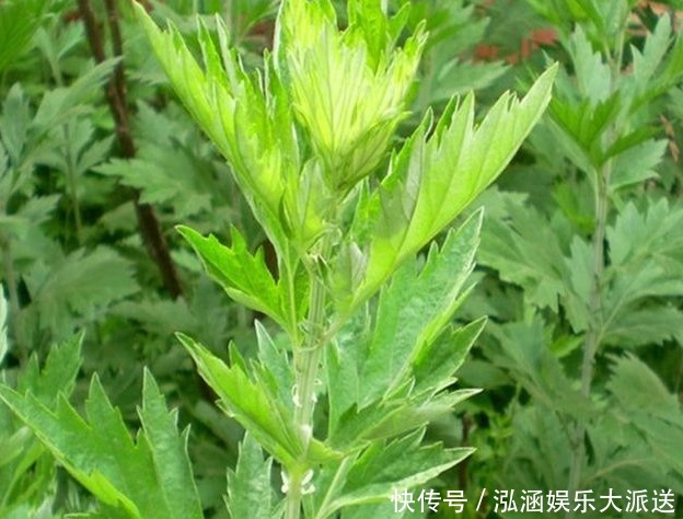 艾叶,头皮上抹一抹,立即好处找上门,转发给家人吧