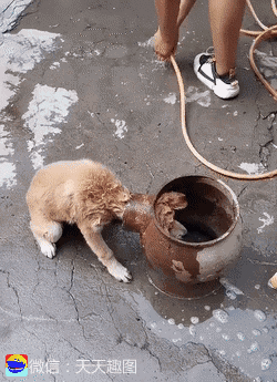 |搞笑GIF:就叫卖了,还帮着数钱